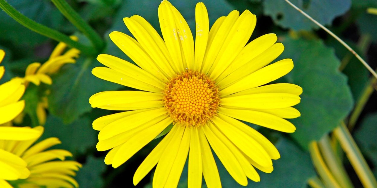 Ногти желтые с черным