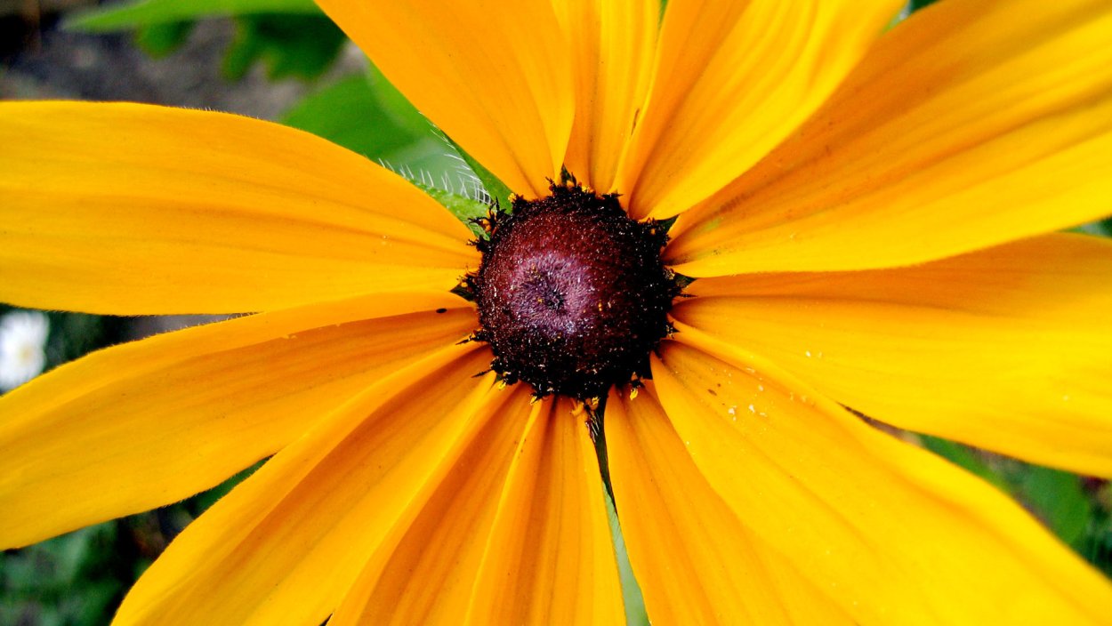 Полевые цветы на закате