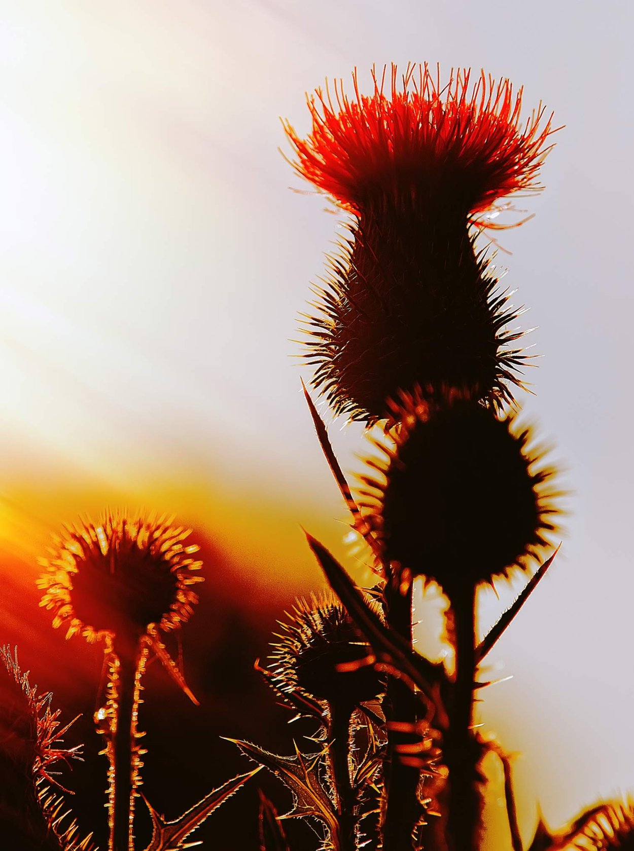 Декоративные цветы с колючками