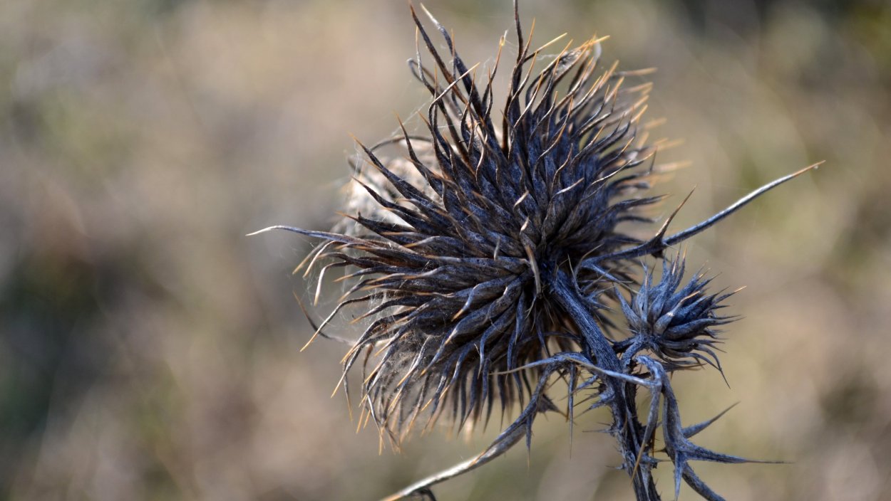 Молочай с колючками