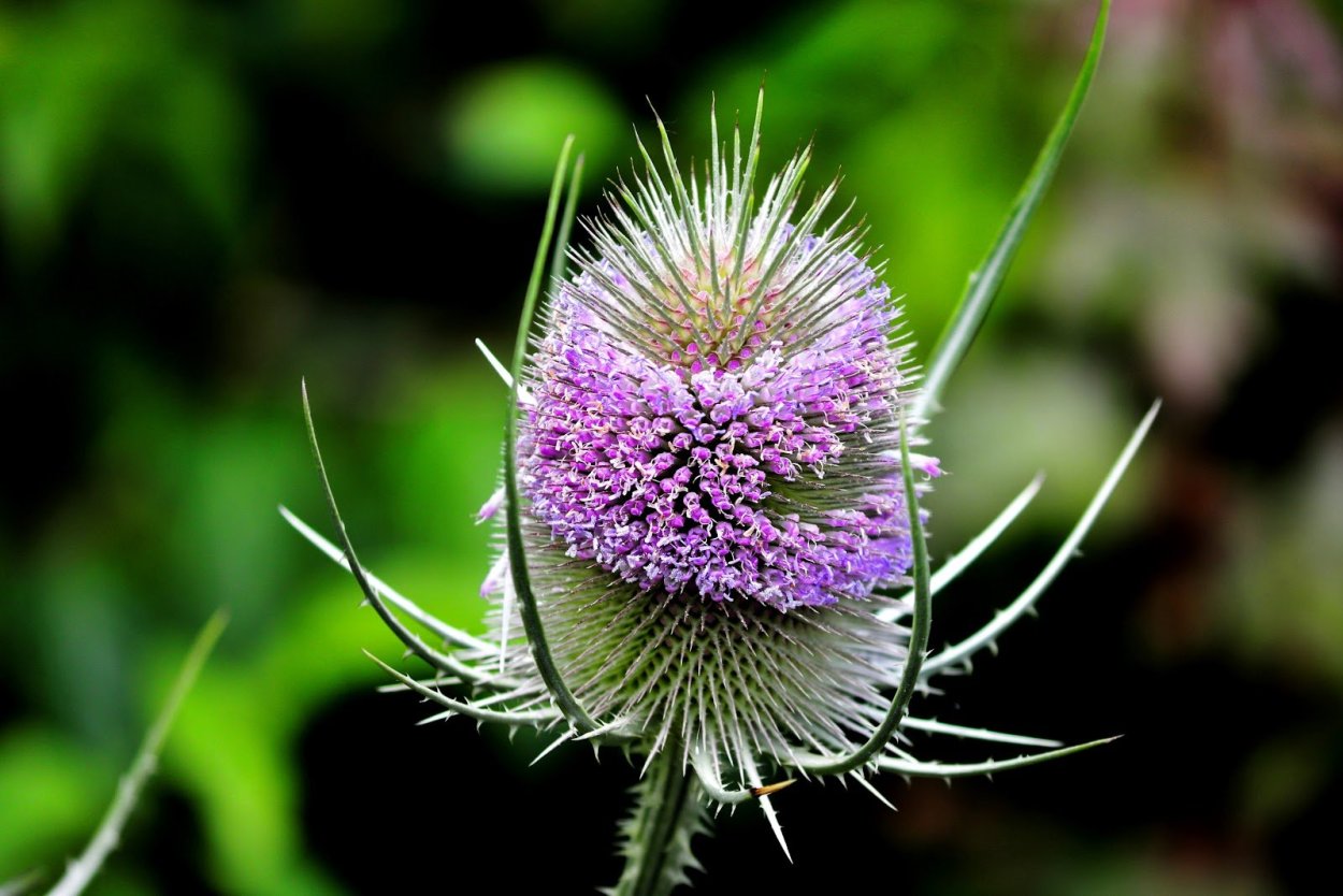 Колючки колючки колючки колючки колючки колючки