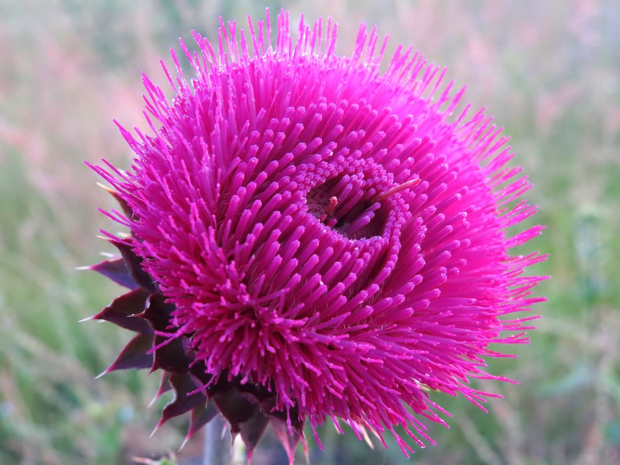 Розовые цветы иглы