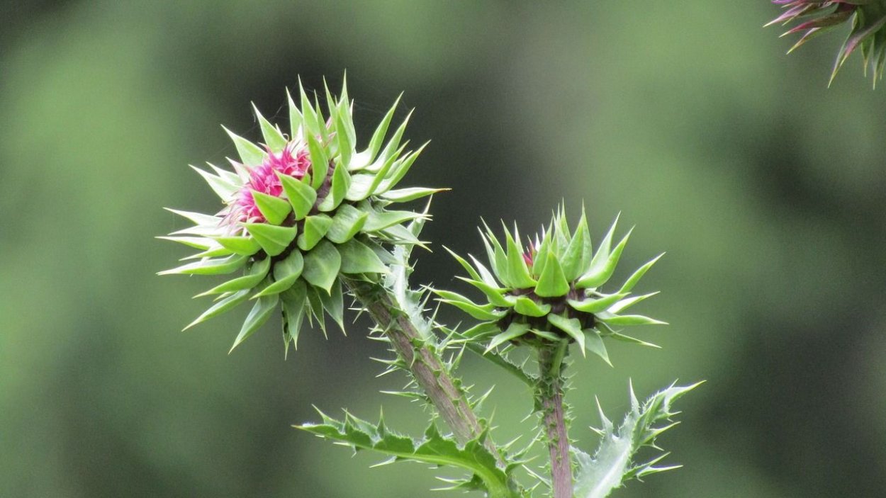Чертополох колючий сухой