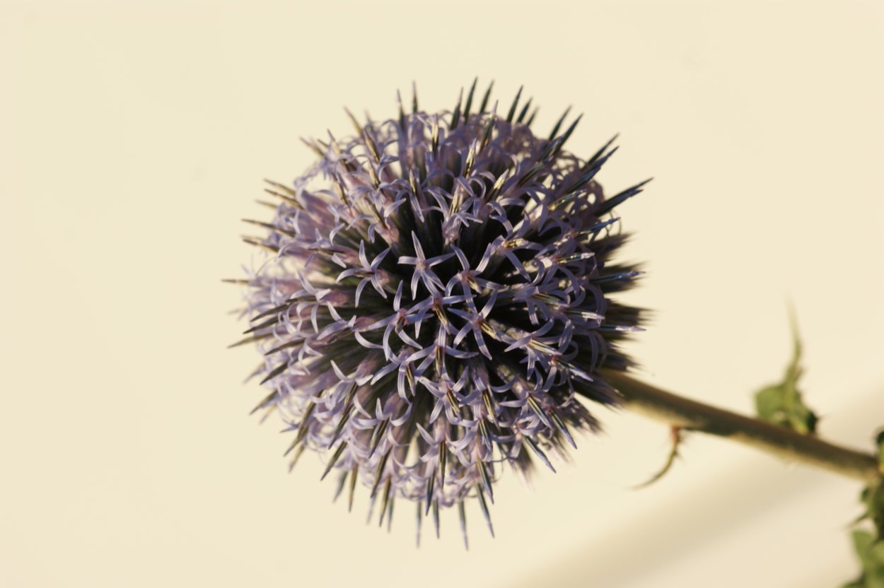 Бодяк обыкновенный (Cirsium vulgare)