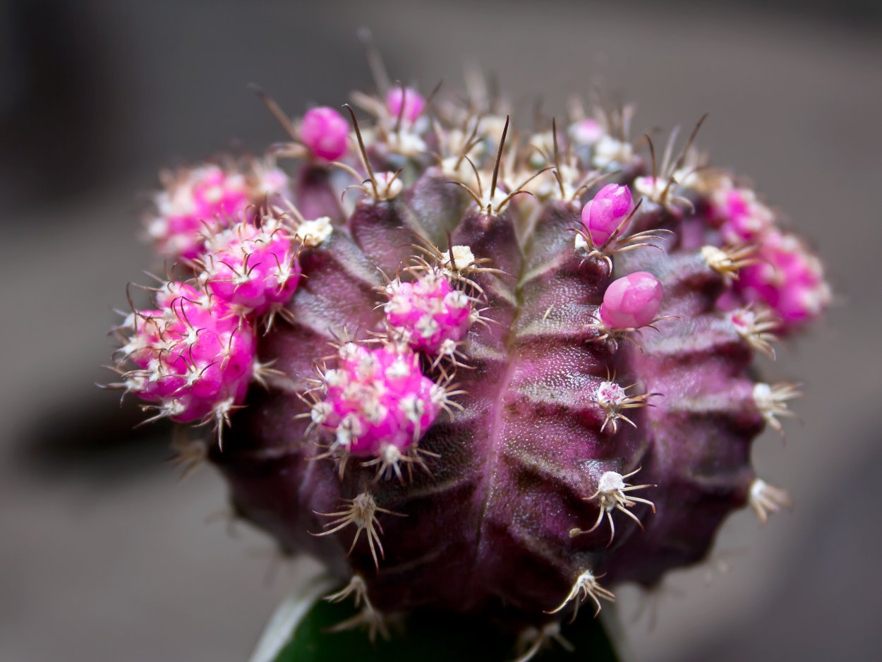 Mammillaria bombycina