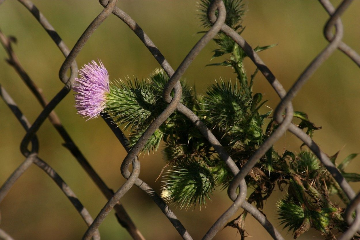 Чертополох куст татарник