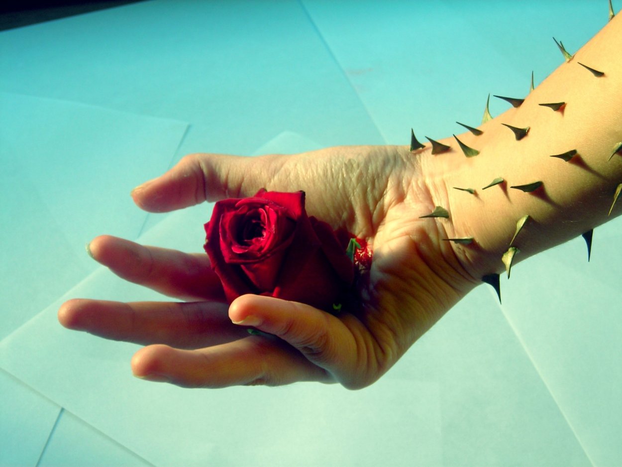 Синеголовник Барракуда