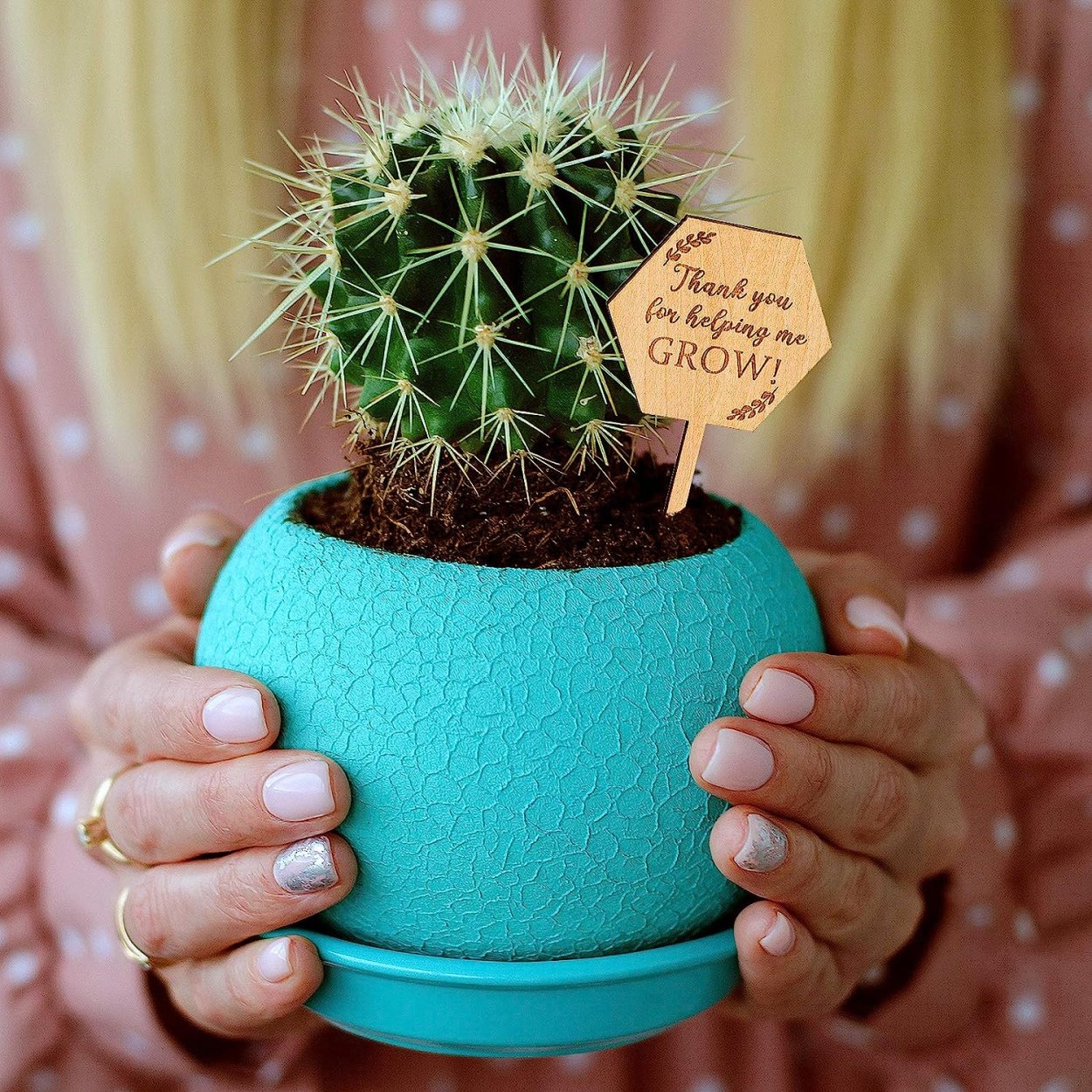 Сухоцвет колючка