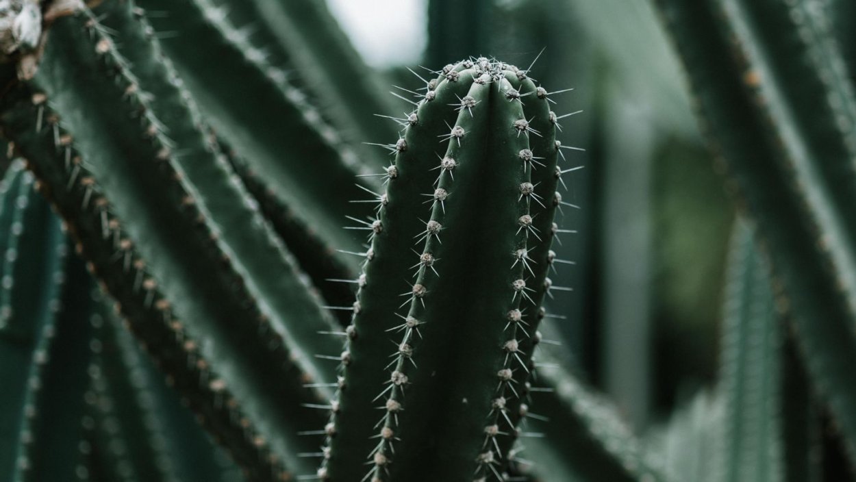 Засушенные цветы в вазе