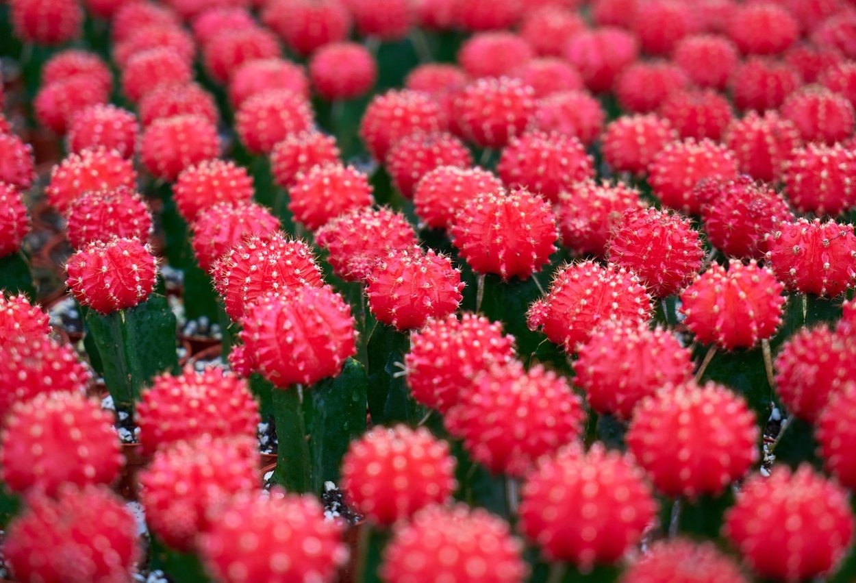 Алтайская колючка