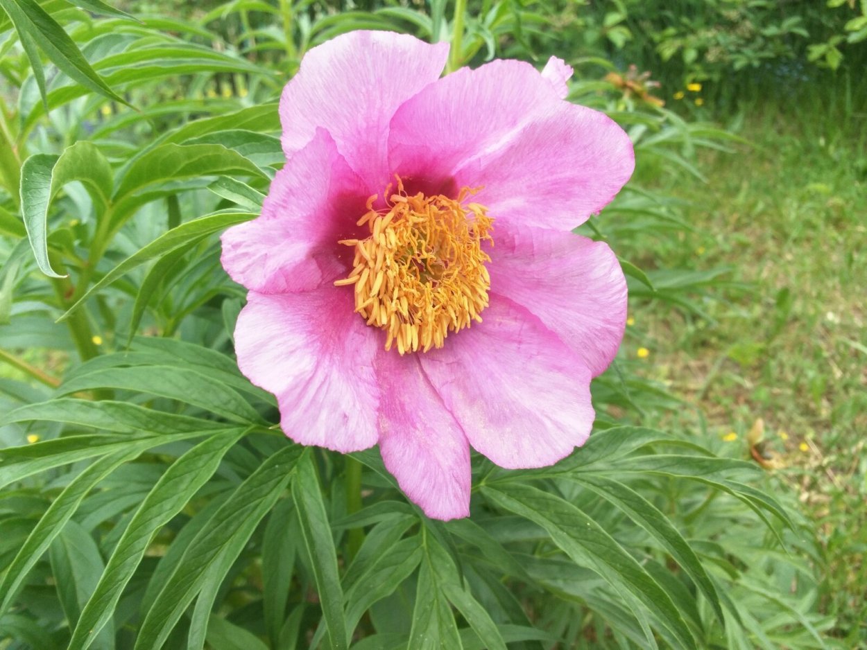 Пион уклоняющийся Марьин корень