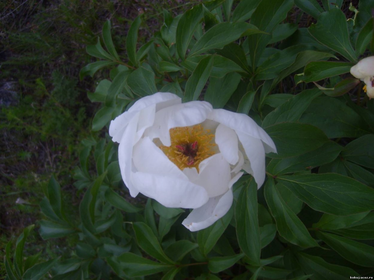 Пион уклоняющийся ГФ