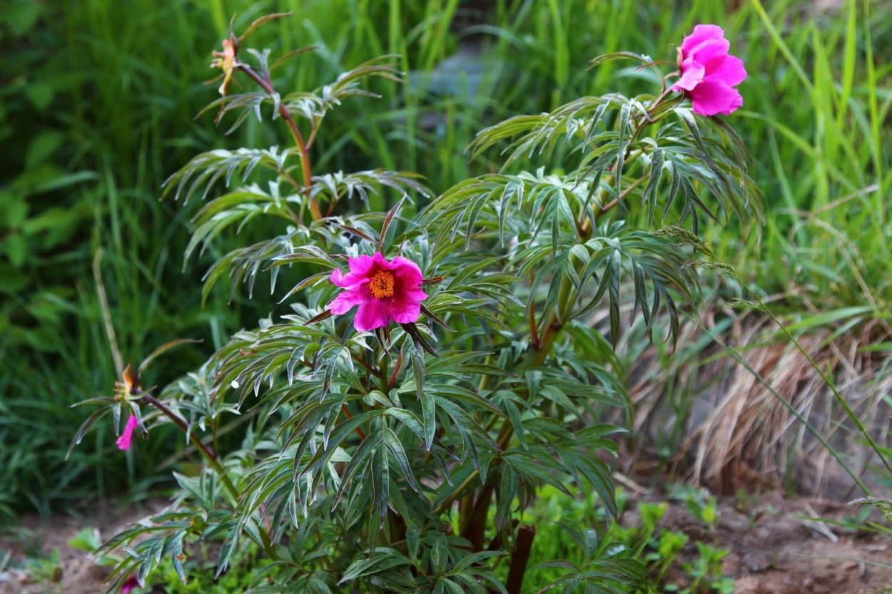 Пион Марьин корень - Paeonia anomala