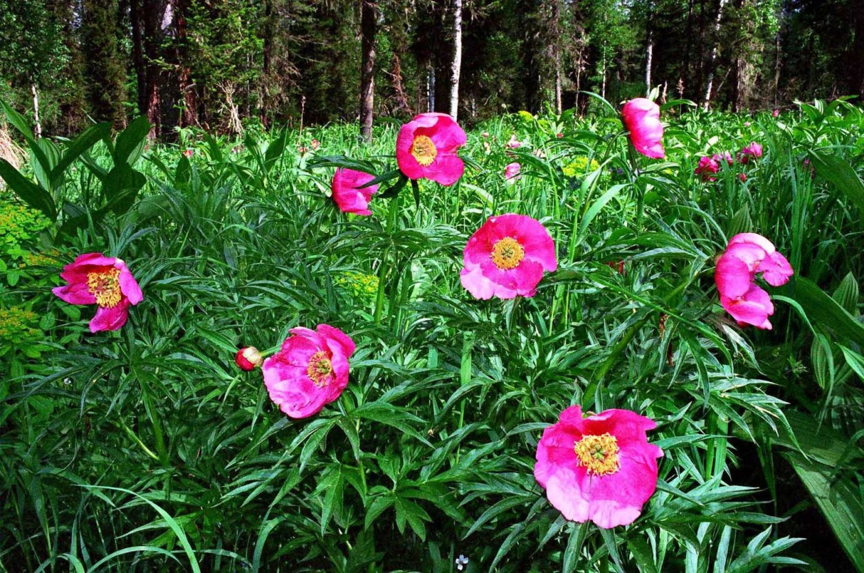 Дикий пион Марьин корень