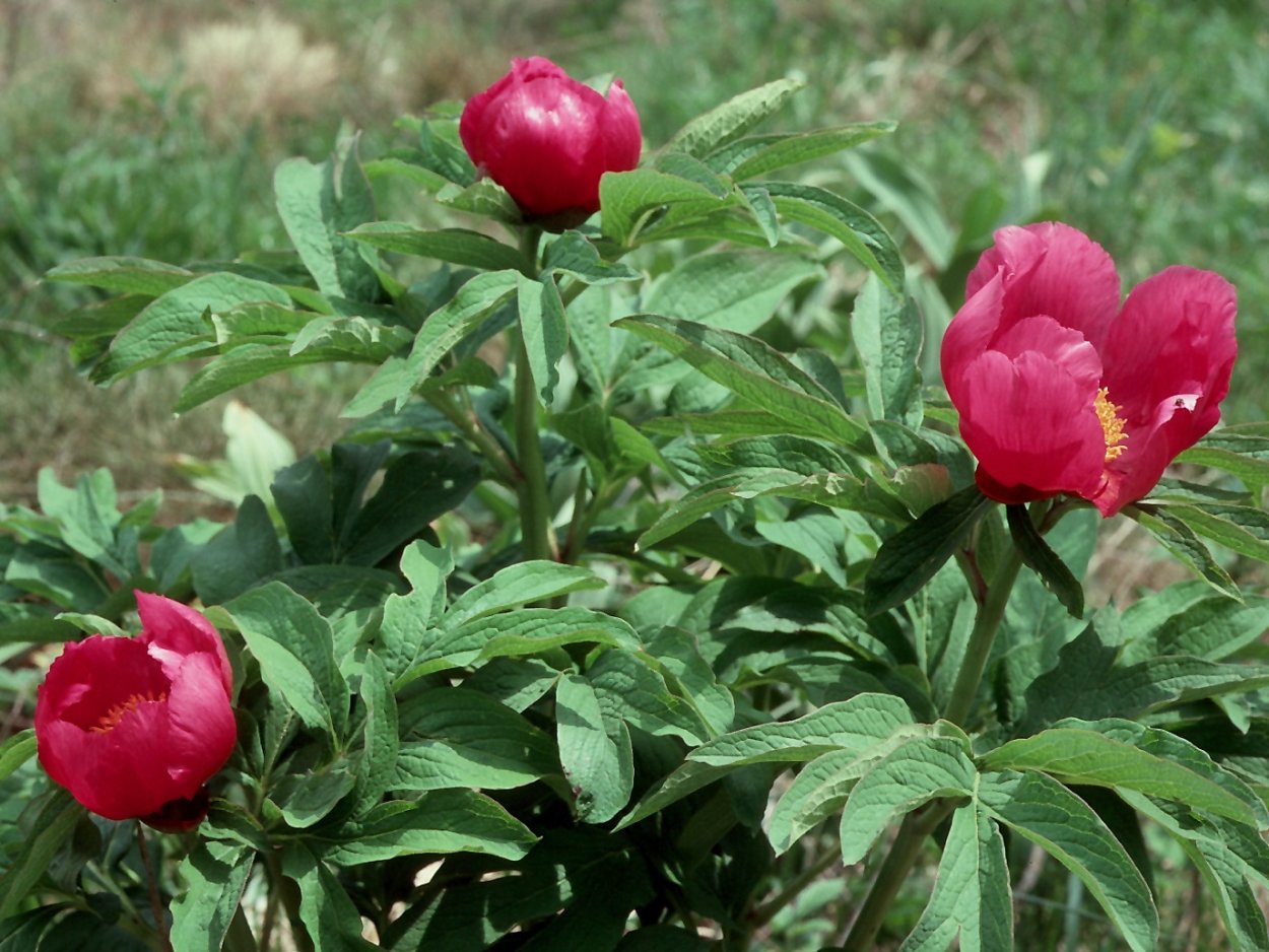 Пион уклоняющийся, Марьин корень - Paeonia anomala l.