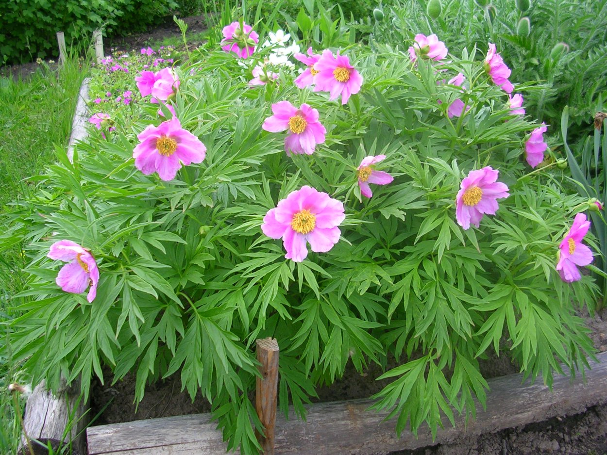 Пион уклоняющийся (Paeonia anomala)