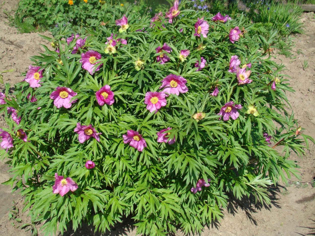 Марьин корень (Paeonia anomala)