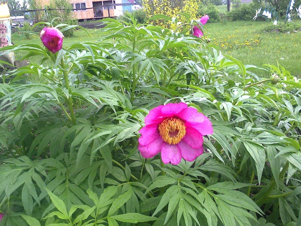 Пион уклоняющийся (Paeonia anomala)
