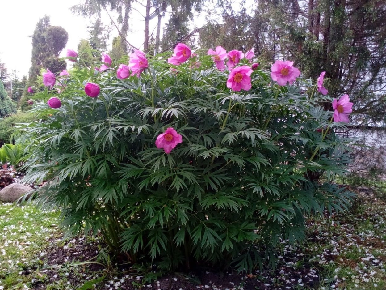 Марьин корень авито