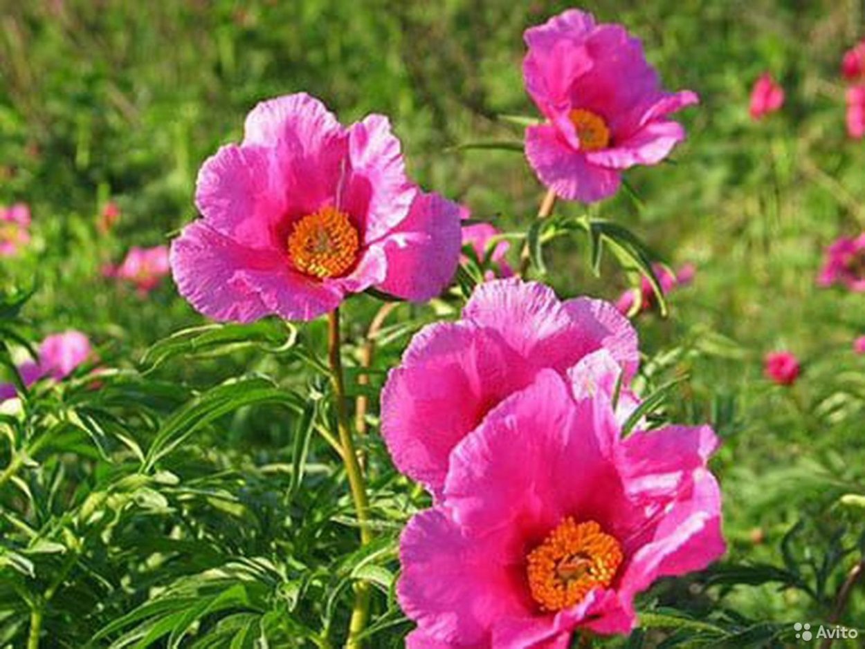 Пион уклоняющийся формула цветка