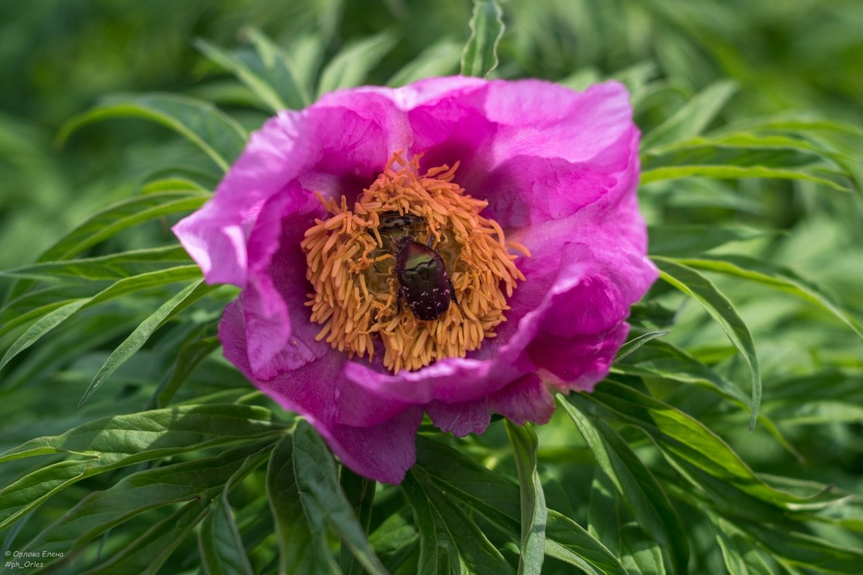 Пион тонколистный или Марьин корень