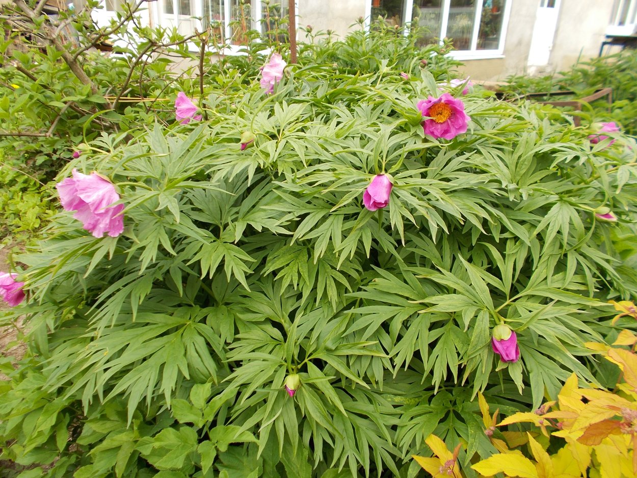 Пион Марьин корень семена