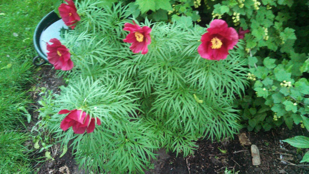 Пион уклоняющийся Марьин корень