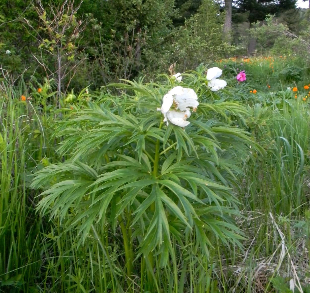 Пион уклоняющийся белый