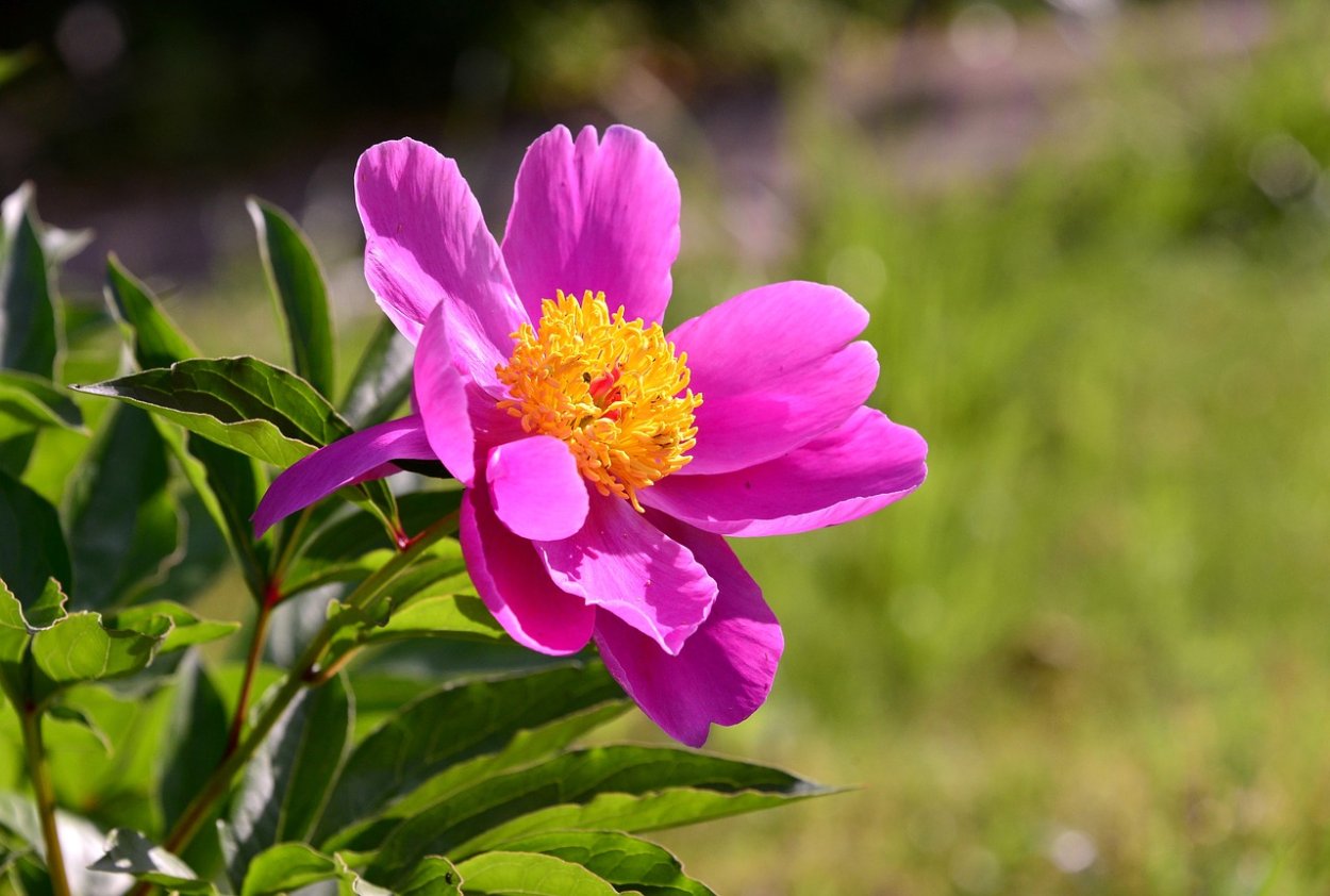 Марьин корень (Paeonia anomala)