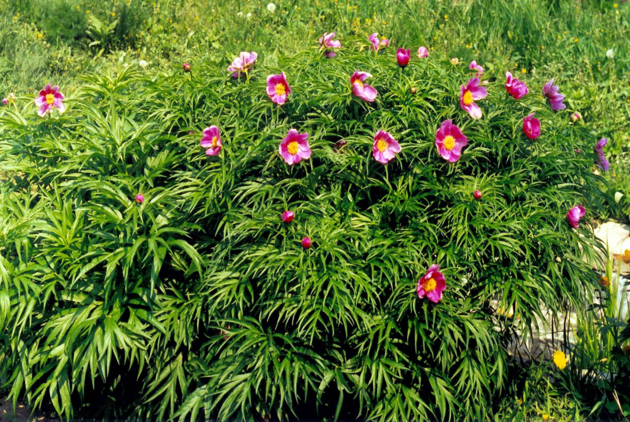 Стилизация растения пион