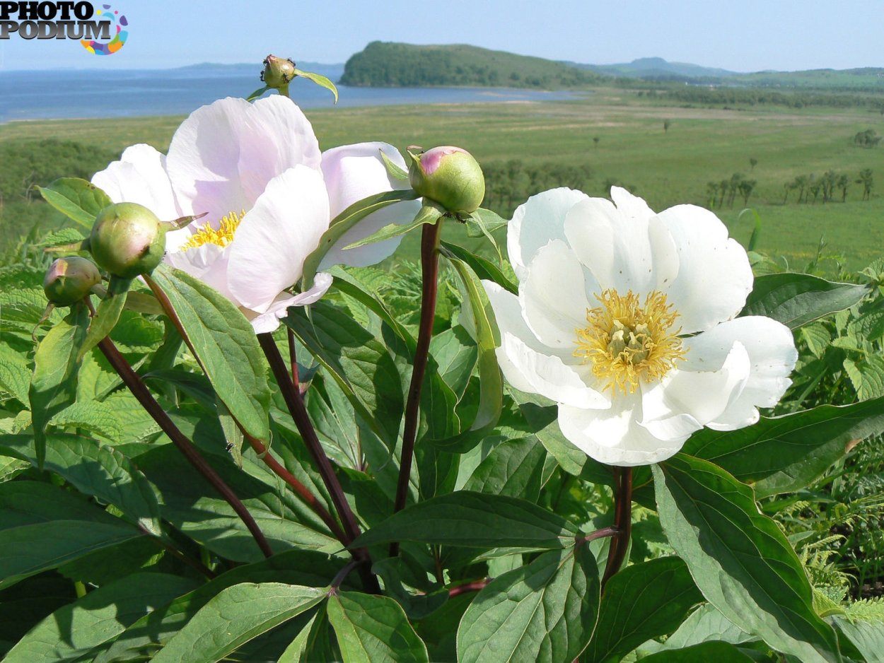 Пион уклоняющийся Марьин корень