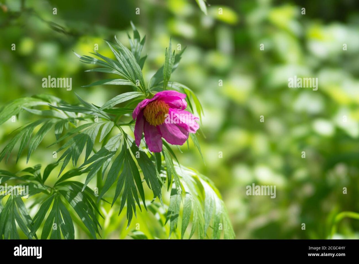 Пион уклоняющийся Фармакогнозия
