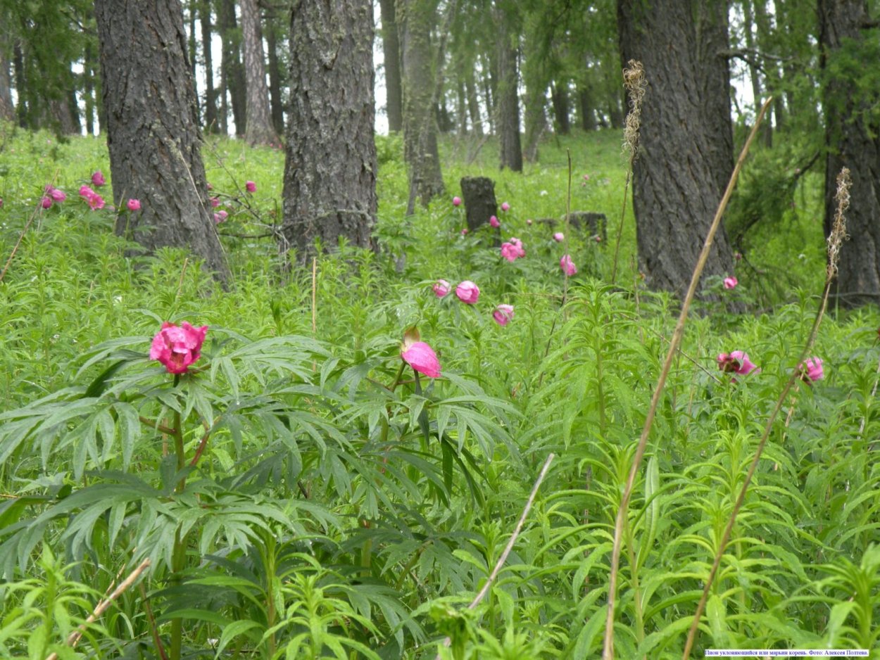 Пион молочноцветковый Забайкалье