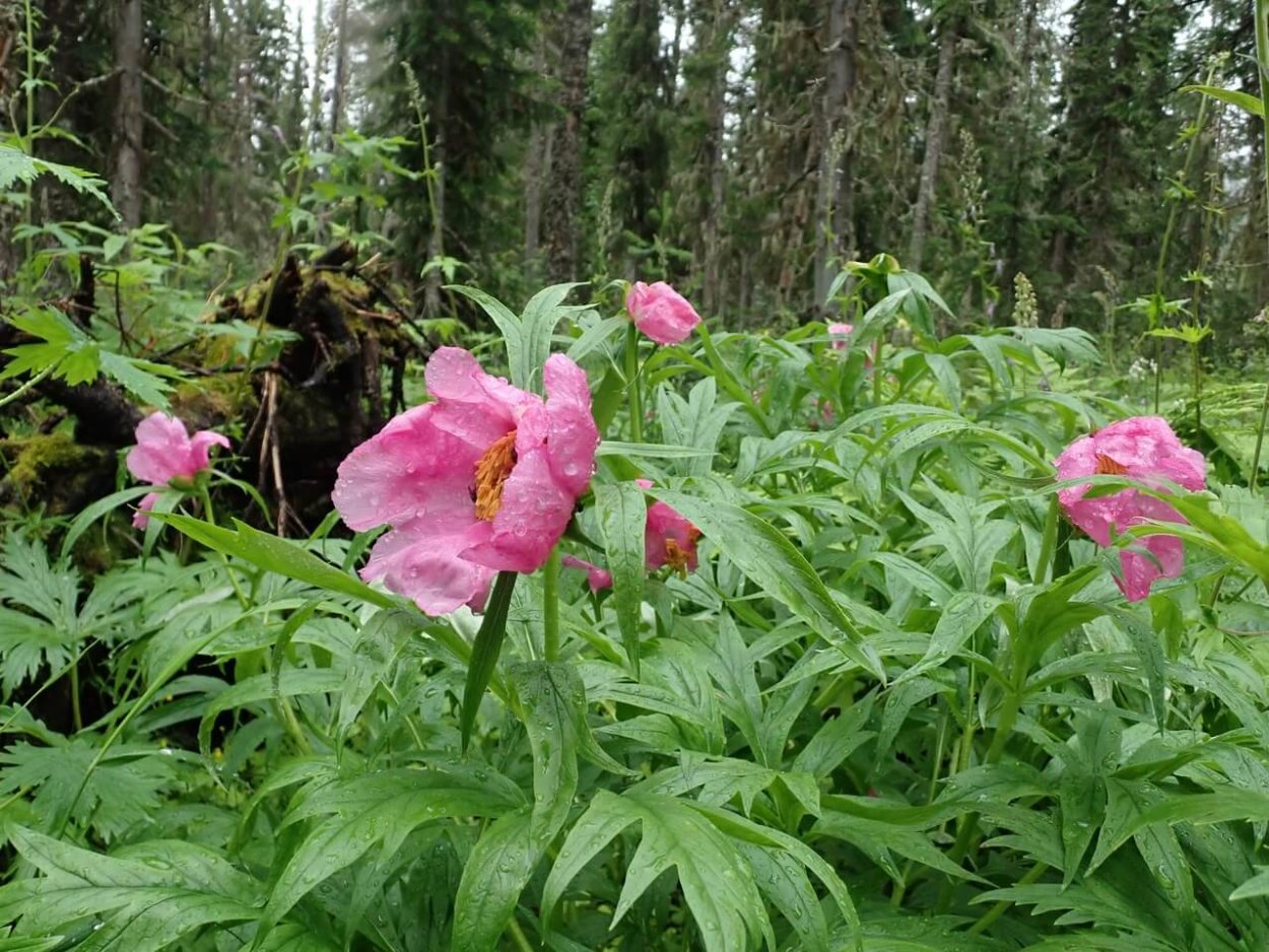 Пион уклоняющийся Фармакогнозия