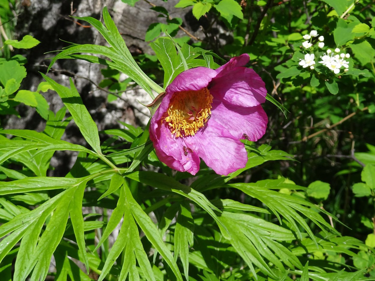 Дикий пион Марьин корень