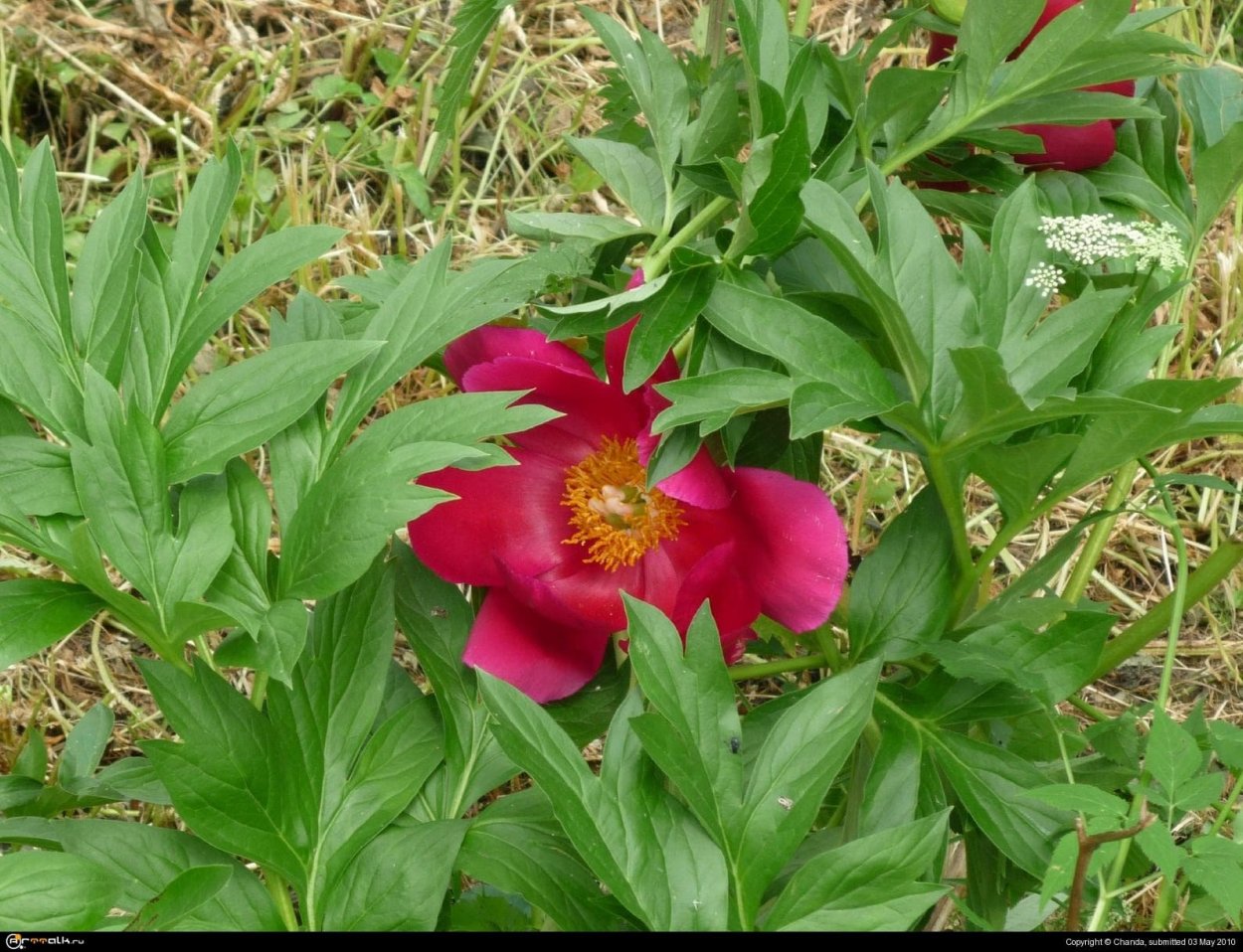 Пион уклоняющийся