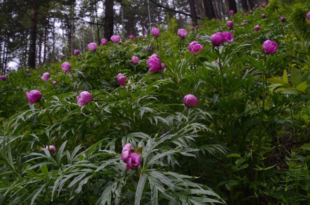 Пион горный Paeonia oreogeton