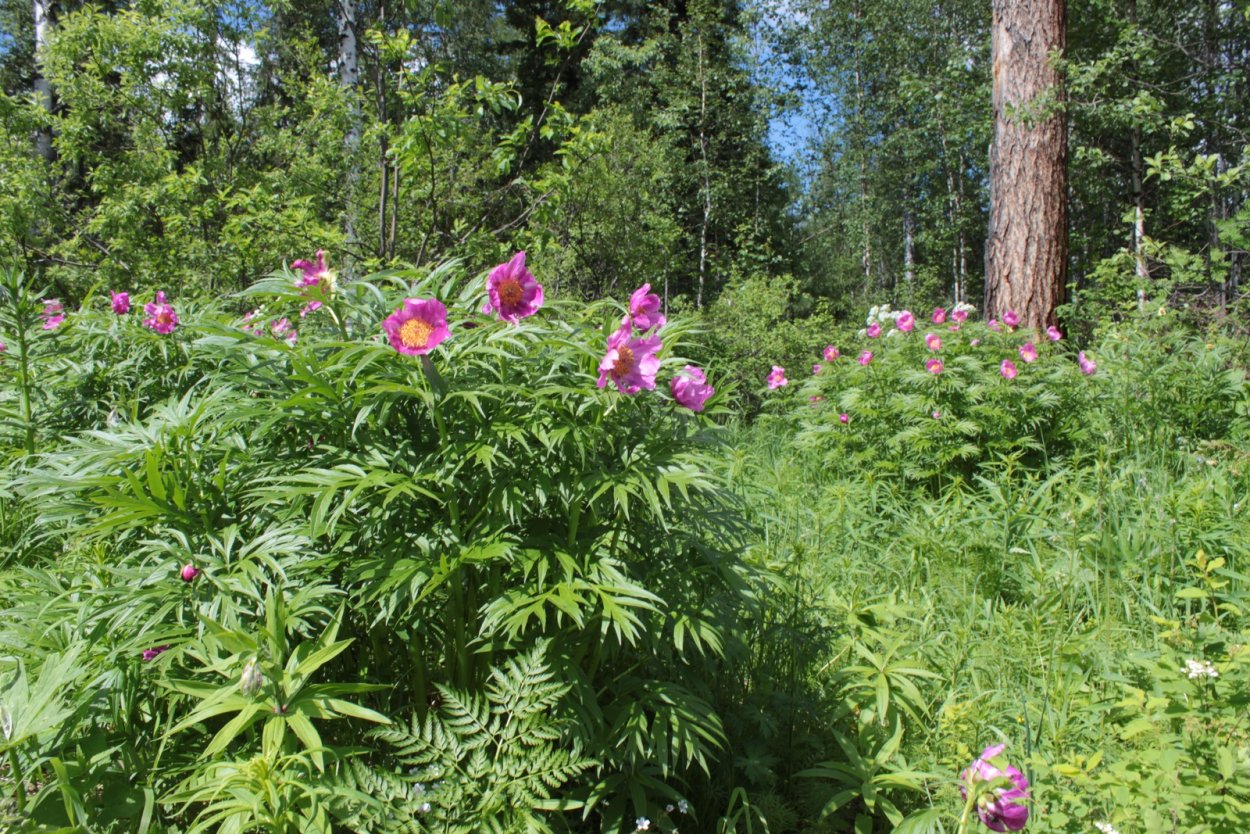 Сайденхэм Эдвардс пионы Ботаническая иллюстрация
