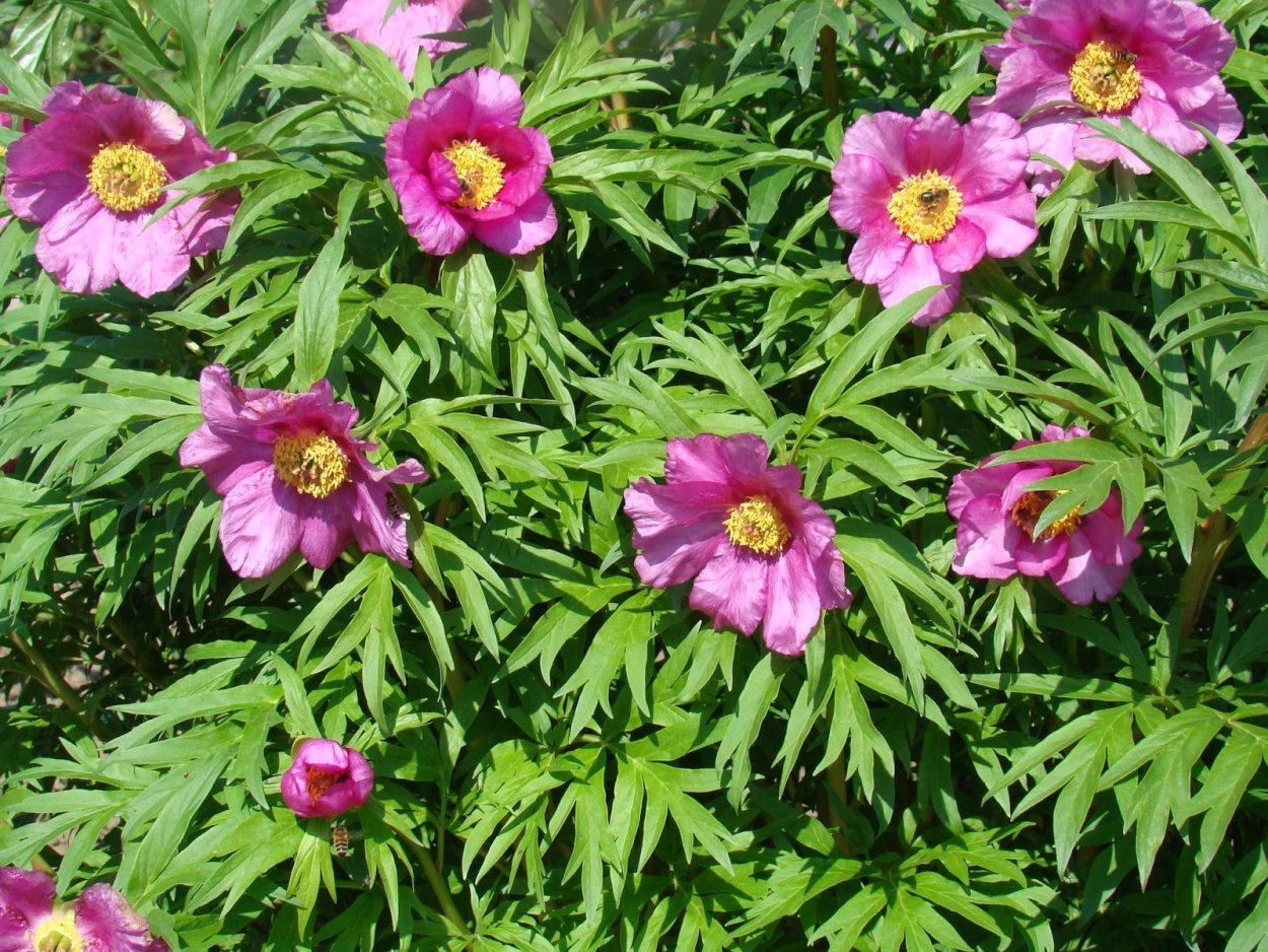 Пион трава irecommend