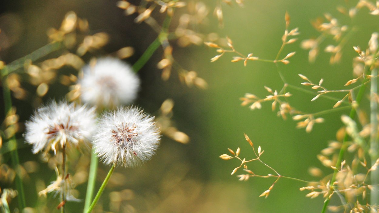 Весна одуванчики