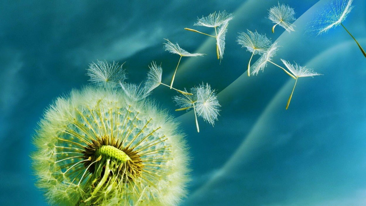 Одуванчики в росе