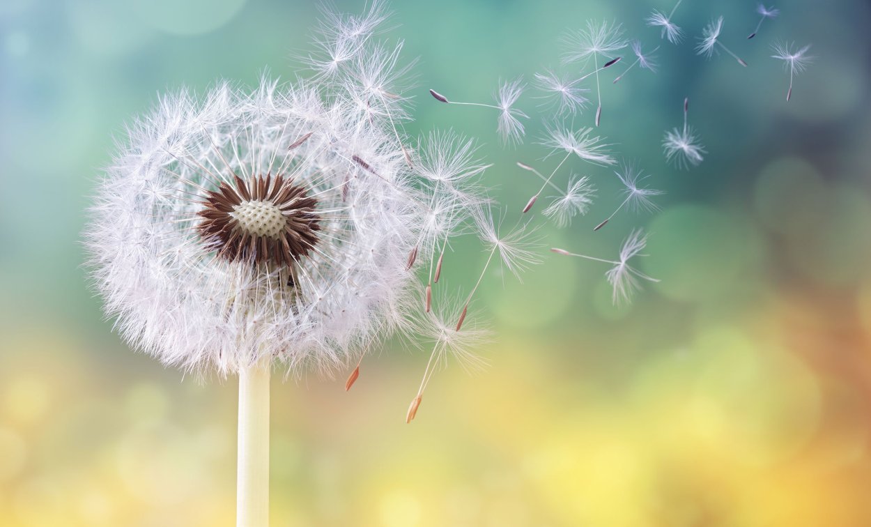 Обои одуванчики