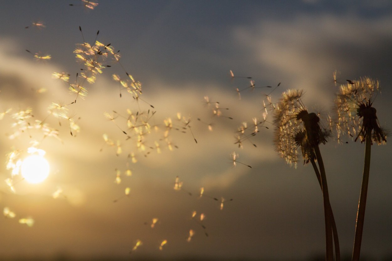 Одуванчик с летящими пушинками