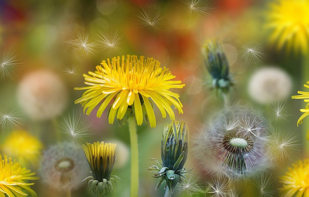 Розовый одуванчик