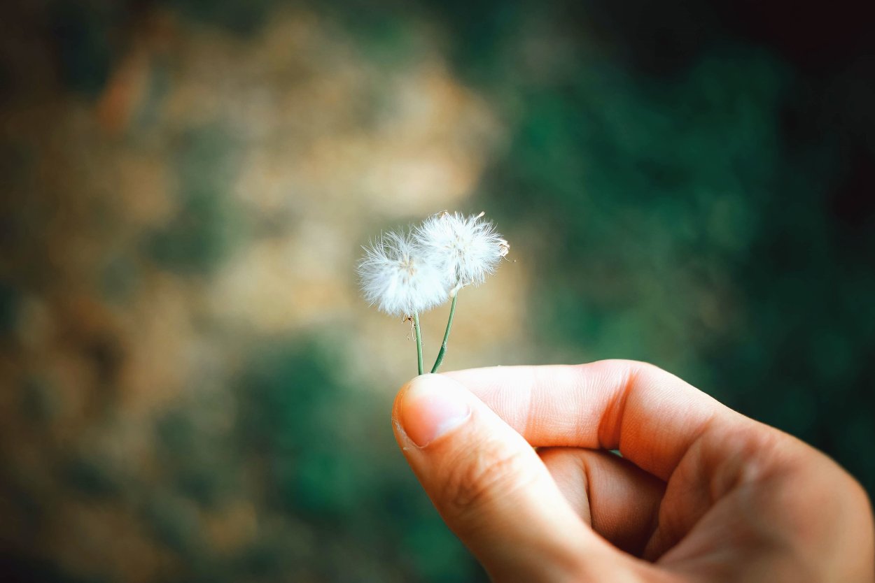 Обои одуванчик на голубом фоне