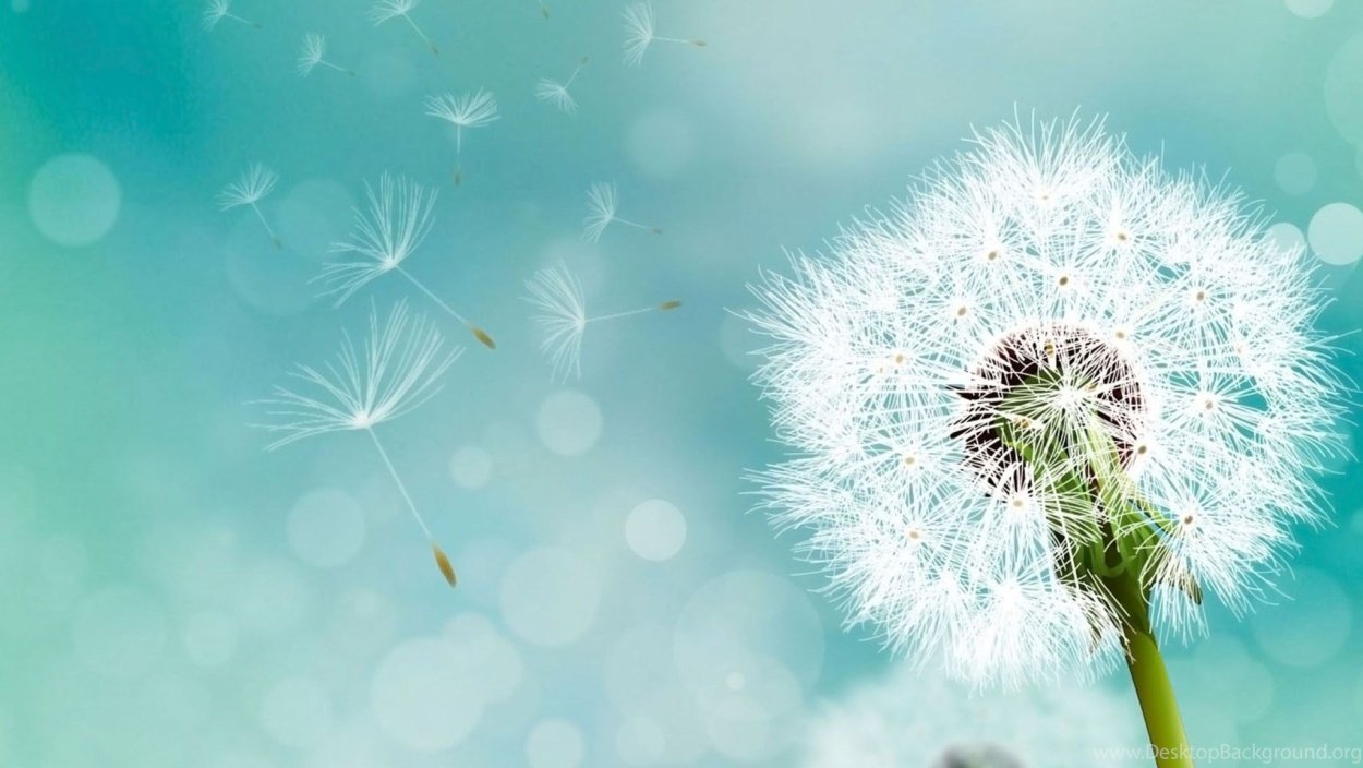 Обои на телефон одуванчик