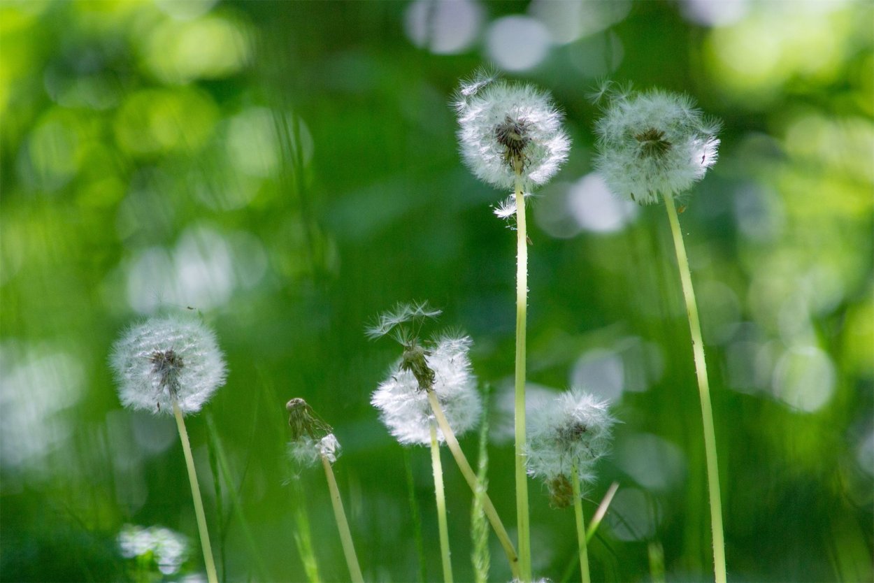 Фон одуванчики