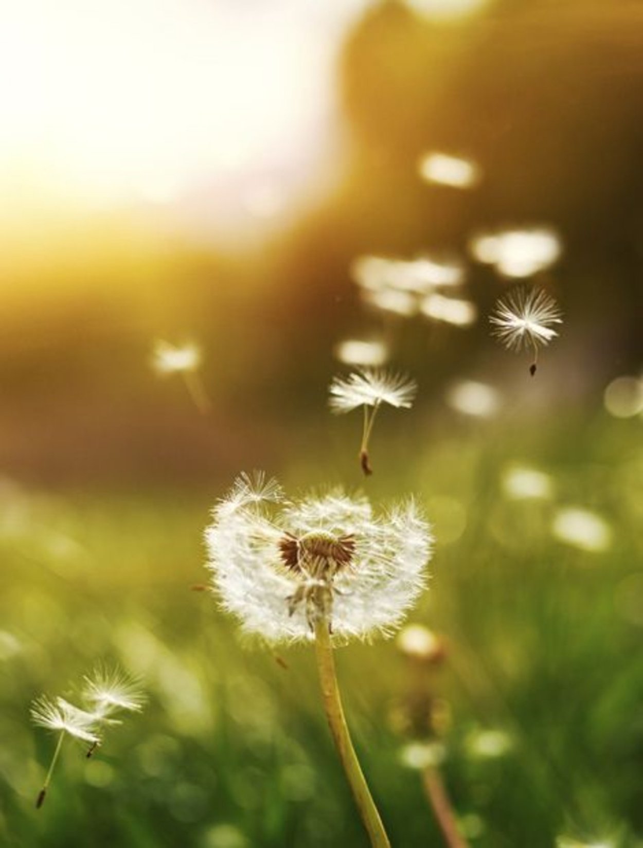 Красивые одуванчики