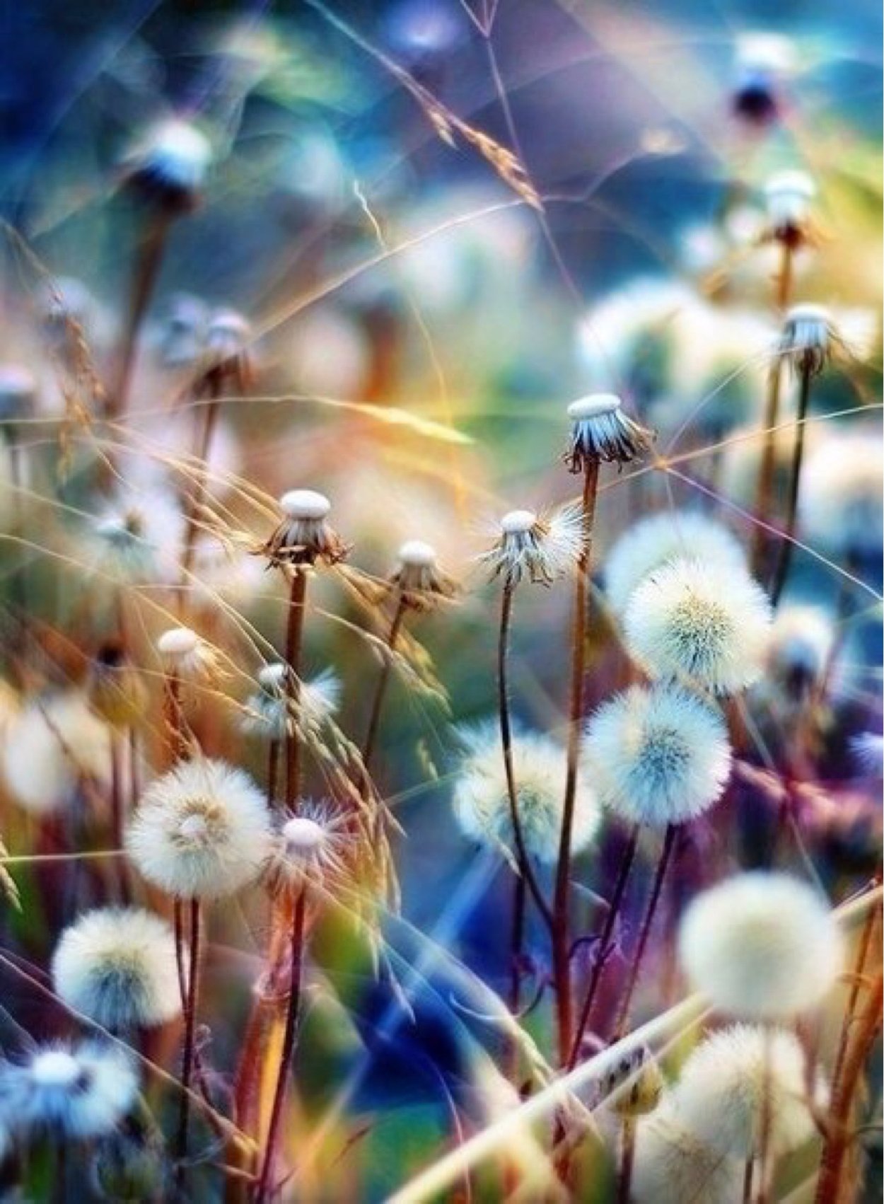 Фон одуванчики