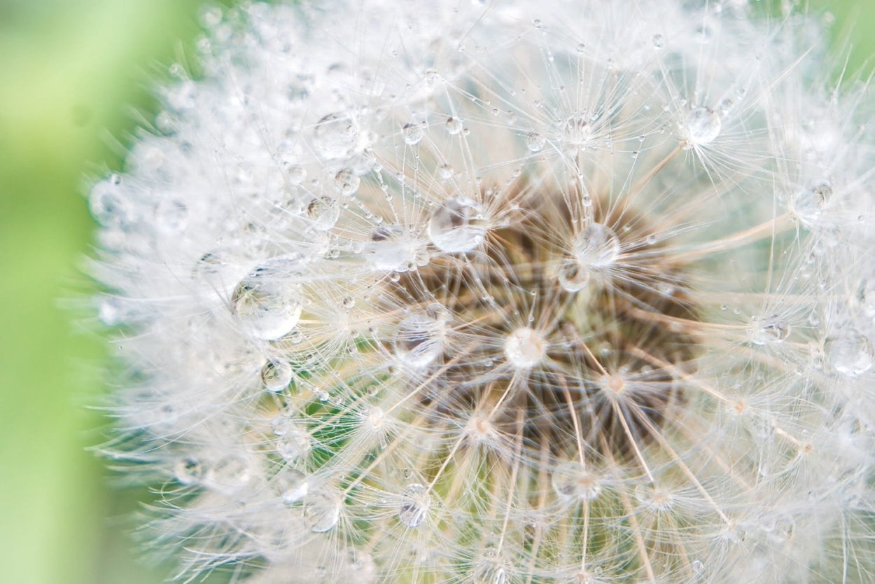 С днем рождения одуванчики